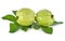 Whole fresh Guava with stem leaves on white