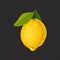 Whole fresh lemon, sour citrus fruit vector Illustration on a black background