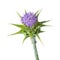 Whole fresh purple milk thistle flower close up on white background