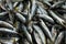 Whole, fresh sardines at the Fethiye fish market