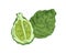 Whole fruit and half of tropical fragrant bergamot. Composition with aromatic green citrus. Realistic hand-drawn vector