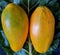 Whole fruit papayas on natural green leaf background. Organic food. Organic Fruits.