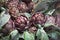 Whole globe artichoke vegetables with leaves covered in dewy raindrops