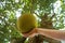 Whole green jack fruit hanging from the tree close up photo