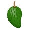 Whole green soursop icon cartoon vector. Tropical fruit