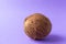 a whole hairy coconut on a purple background