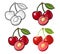 Whole and half cherry berry with leaf. Vector engraving and flat