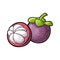 Whole and half mangosteen. Vector vintage engraving
