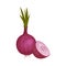 Whole and Half Onion Ingredient For Organic Food Vector Item