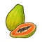 Whole and half papaya. Vector vintage engraving color