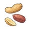 Whole and half peanut seed with and without shell. Vector engraving