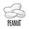 Whole and half peanut seed with and without shell. Vector engraving