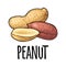 Whole and half peanut seed with and without shell. Vector engraving