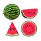 Whole, half, quarter and slice of ripe watermelon, sketch illustration