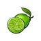 Whole and half unpeeled ripe lime, sketch vector illustration