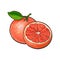 Whole and half unpeeled ripe pink grapefruit, sketch vector illustration