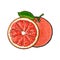 Whole and half unpeeled ripe pink grapefruit, sketch vector illustration