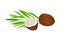 Whole and Halved Coconut with Hard Shell and Fibrous Husk Showing White Inner Flesh and Palm Leaf Vector Illustration