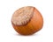 Whole hazelnut isolated on white background. Single brown nut close up detailed
