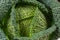 Whole head of savoy cabbage over white background