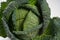 Whole head of savoy cabbage over white background