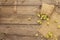 Whole hops in bag on wooden old table. Brewery. Beer ingredients. Sack of hops on vintage boards background