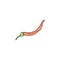 Whole hot red chilli or cayenne pepper pod, color vector illustration isolated.