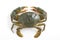 The whole image of mud crab