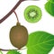 Whole kiwi on a branch with leaves and a circle slice of green color.