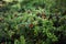 The whole lawn of ripe and fresh lingonberry in the forest, Vaccinium vitis-idaea