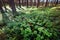 The whole lawn of ripe and fresh lingonberry in the forest, Vaccinium vitis-idaea