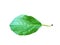 Whole leaf of apple with stalk isolated on a white background, close-up. A fresh single apple leaf cut out with the