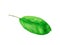 Whole leaf of apple with stalk isolated on a white background, close-up. A fresh single apple leaf cut out with the