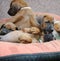 A whole litter of Rhodesian Ridgeback hound puppies lying in their dogbed and snuggle together