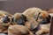 A whole litter of Rhodesian Ridgeback hound puppies lying in their dogbed and snuggle together