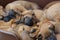a whole litter of Rhodesian Ridgeback puppies playing outside in their dogbed
