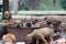 a whole litter of Rhodesian Ridgeback puppies playing outside in their dogbed