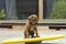 a whole litter of Rhodesian Ridgeback puppy playing outside in the yard. Puppy on wakeboard