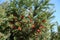 Whole lot of red berries in the leafage of yew against the sky