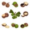 Whole Macadamia Nut and with Cracked Shell Vector Set