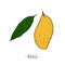Whole mango and mango leaf. Vector cartoon illustrations