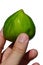 Whole mature fig fruit ficus carica held in adult man left hand on white background