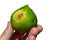 Whole mature fig fruit ficus carica held in adult man left hand on white background