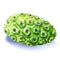 Whole noni, exotic fruit isolated, watercolor illustration