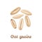 Whole oat grains isolated on a white background. Vector illustration of oatmeal