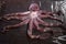 A whole octopus is lying on table.Food wrap. Seafood dishes. Protein food. Vertical photo without people