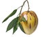 Whole pepino fruit