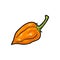 Whole pepper habanero. Vector vintage engraving