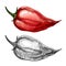 Whole pepper habanero. Vector vintage hatching color illustration