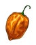 Whole pepper habanero. Vintage hatching vector illustration